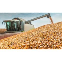 Conservateur fourrage ensilage Bonsilage CCM BIO, Schaumann 50 gr