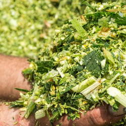 Conservateur inoculant ensilage maïs et céréales Bonsilage Maïs, Schaumann 100 gr.