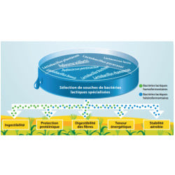 Conservateur inoculant ensilage maïs et céréales Bonsilage Maïs, Schaumann 100 gr.