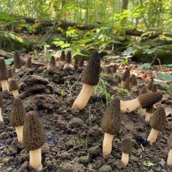 Kit Blanc de semis de morilles Agrifournitures.fr