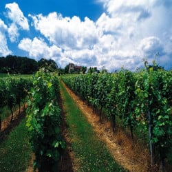 Enherbement Vigne Vitigreen n°4 - 10kg - semences professionnelles