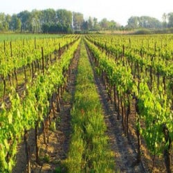 Enherbement Vigne Vitigreen n°4 - 10kg - semences professionnelles