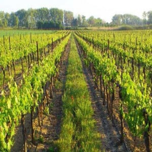 Enherbement Vigne Vitigreen n°4 - 10kg - semences professionnelles