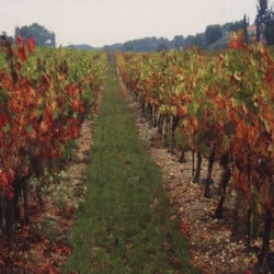 Enherbement Vigne Vitigreen n°4 - 10kg - semences professionnelles