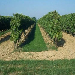 Enherbement Vigne Vitigreen n°4 - 10kg - semences professionnelles