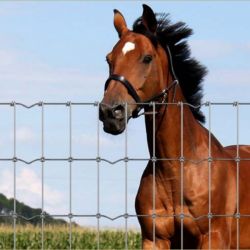 Grillage XK Noué Haute résistance spécial Chevaux - Galvanisation Riche - Hauteur 1,22 m - Rouleau de 50 m