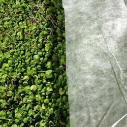 Voile hivernage ou forçage, 17 gr/m², non tissé blanc, Lonodis, rouleaux 100 et 250 m, largeurs standard