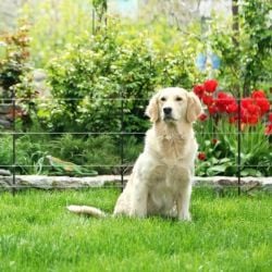 Kit jardin 50 cm, M35 230V Gallagher