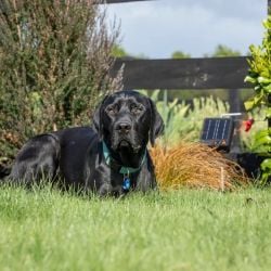 Kit clôture solaire pour animaux de compagnie S6 Gallagher