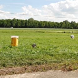 Protection contre les renards Foxlights