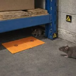 Plaque de Glu Collante professionnelle avec attractif Rats, Souris - carton de 20 unités
