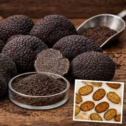 Inoculum truffier Tuber melanosporum - Spores pour Création de pièges à Truffes Noires