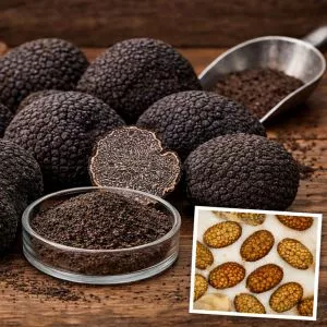 Inoculum truffier Tuber melanosporum - Spores pour Création de pièges à Truffes Noires