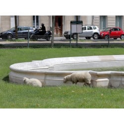 Mélange prairie espaces urbains BARVÉGÉ ÉCO-PÂTURAGE 15 kg - Barenbrug