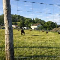 Grillage Noué "Léger" Mouton - Galva Riche - Rouleau de 50m
