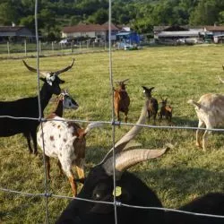 Grillage Noué "Léger" Mouton - Galva Riche - Rouleau de 50m