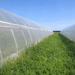 Filet Polyvalent Climatique, Brise Vent et Anti-Insectes spécial aération latérale de serre