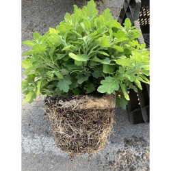 Agent mouillant liquide effet longue durée H2Gro ED - ICL - Bidon 10 L