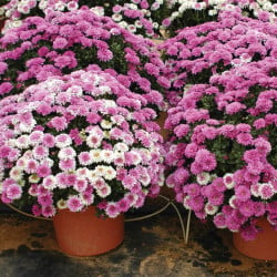 Manifold 4S PE3X5B 0,50m + Arrows coudés Netafim