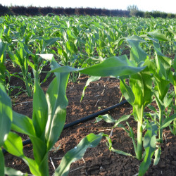 TYP+ 16100 1,0L/H 0,15m 1900m FL Netafim