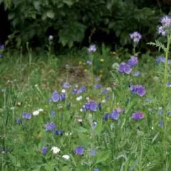Mélange fleuri Nectar, sac 1 kg
