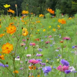 Mélange fleuri Pollen, 10 fleurs, sac 1 kg