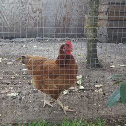 Grillage soudé maille carrée - Hauteur 1 m 50 - Rouleau 30 m