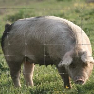 Grillage Noué "Lourd" type Chevaux, Cochons, Bovins - Rouleau 50 m