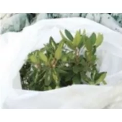 Voile hivernage ou forçage, 30 gr/m², non tissé blanc, Lonodis, rouleaux 100 et 250 m, spécial pépinière