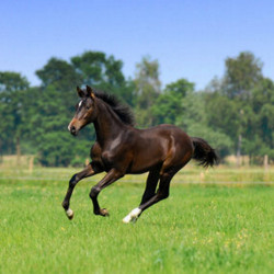 Mélange prairie cheval Horse Master Barenbrug, zone Nord/ Sud, sac 10 kg
