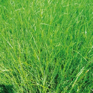 Mélange Green Spirit Opur Barenbrug, sac 10 kg